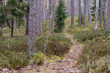 Fototapeta premium Narrow forest trail winding through mossy undergrowth and pine trees, peaceful woodland path in untouched nature, symbol of solitude, reflection and journey into the quiet unknown..
