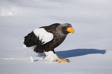 Steller's sea eagle (Haliaeetus pelagicus), also known as the Pacific sea eagle or white-shouldered eagle, is a very large diurnal bird of prey in the family Accipitridae.