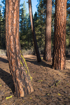Forest of ponderosa pine, Pinus ponderosa trees, old growth.