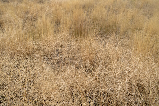 Dry meadow grasses,  seedheads and sagebrush in autumn, surface view.
