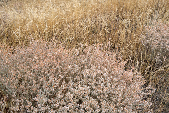 Dry meadow grasses, seedheads and sagebrush in autumn, surface view.