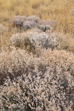 Dry meadow grasses, seedheads and sagebrush in autumn, surface view.