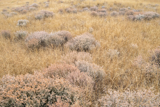 Dry meadow grasses, seedheads and sagebrush in autumn, surface view.