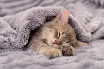 Kitten sleeping on blanket.