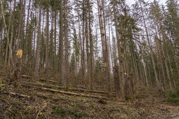 Storm-damaged conifer forest with broken trees and fallen trunks, natural destruction or environmental crisis scene, symbol of forest vulnerability, decay, and ecological transformation