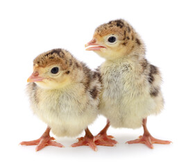 Chicken turkeys isolated