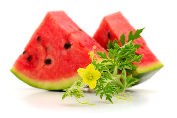 Fresh watermelon fruit with leaves.