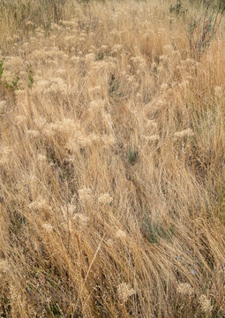 Dry meadow grasses, seedheads and sagebrush in autumn, surface view.