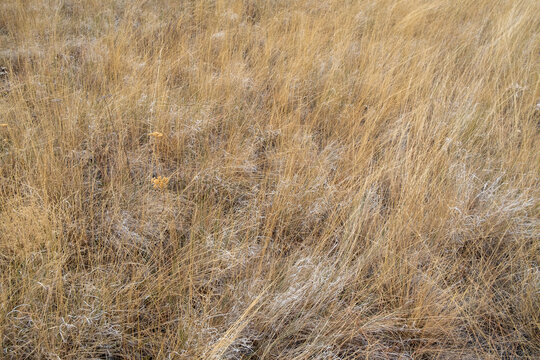 Dry meadow grasses, seedheads and sagebrush in autumn, surface view.