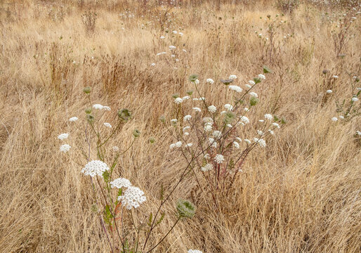 Field of dry meadow grasses and blooming wild carrot, WA, USA