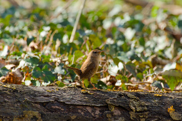 Eurasian wren (one of the smallest birds in Europe) perching on a log in the backlight close-up