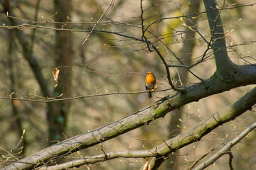 robin perching on a twig on a sunny spring day