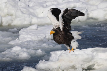 Steller's sea eagle (Haliaeetus pelagicus), also known as the Pacific sea eagle or white-shouldered...