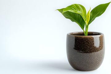 Young green Spathiphyllum peace lily plant in modern brown ceramic pot against white background, minimalist home decor and houseplant styling.