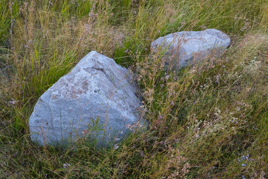 Pair of lichen-covered boulders in field of meadow grasses and wildflowers, Lake Tahoe, CA, USA