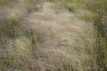 Field of windswept dried meadow grasses in Fall, Lake Tahoe, CA, USA