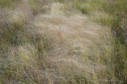 Field of windswept dried meadow grasses in Fall, Lake Tahoe, CA, USA
