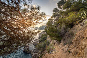 A beautiful view of the ocean with a tree in the foreground