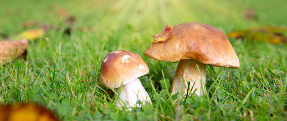 Two Porcini mushrooms in the autumn forest. Nature background.