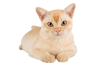 Burmese cat color cream full length