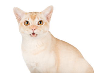 Portrait of Burmese cat with open mouth.