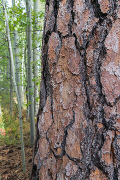 Old growth Jeffrey pine and aspen grove in the High Sierra.