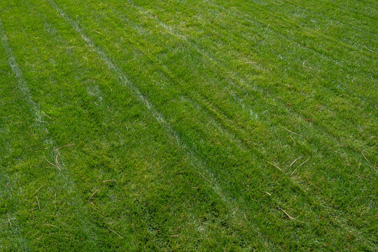 Fresh cut lawn and scattered pine needles