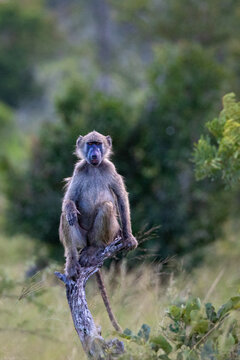 Baboon, Papio hamadryas, sitting on a stump in the wild.