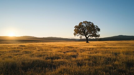 A wide open field with a solitary tree in the center, soft light from the setting sun casting long shadows 