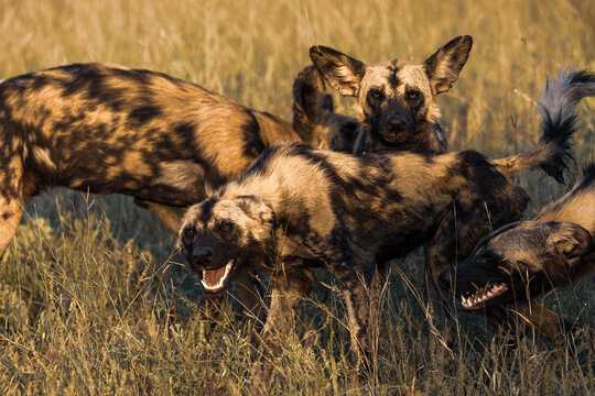 Fototapeta Wild dog, Lycaon pictus, wild dogs greeting each other.
