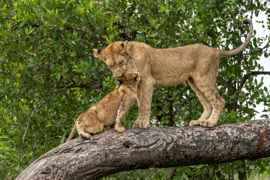 Lion, Panthera leo, cubs playing in a marula tree, showing their playful nature.