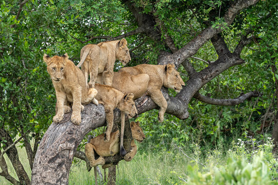 Lion, Panthera leo, pride resting and interacting in a marula tree.