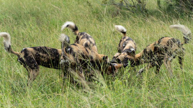 Wild Dog, Lycaon pictus, pack feeding on a  kill in the wild.