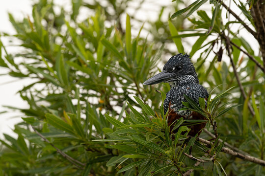Giant Kingfisher, Megaceryle maxima, perched on a branch overlooking the water.