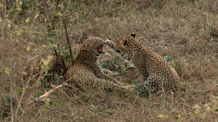 Leopard, Panthera pardus, female cub snarling at another cub over a carcass. 