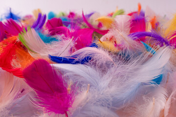 Colorful feather background, top view.