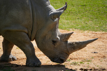 T&ecirc;te de rhinoc&eacute;ros 