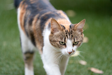 The Enigmatic Gaze of a Calico Tabby: A Portrait of Grace and Mystery