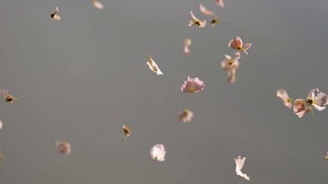 alling delicate petals softly representing fragility and spring against a grey background [with copy space]