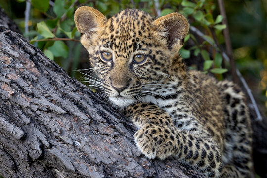 Leopard, Panthera pardus, cub, close-up of face.