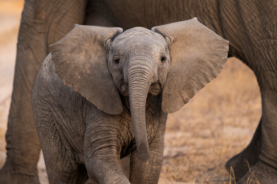 A portrait of an elephant calf, Loxodonta africana, ears spread wide. 