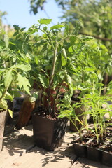 close-up of tomato and other vegetable seedlings on a wooden table in the garden on a spring day