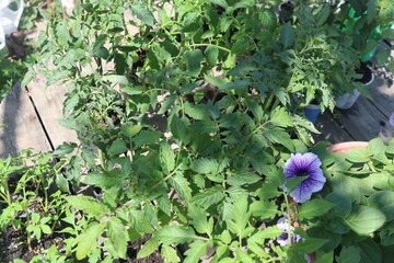 close-up of tomato and other vegetable seedlings on a wooden table in the garden on a spring day