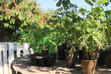 close-up of tomato and other vegetable seedlings on a wooden table in the garden on a spring day