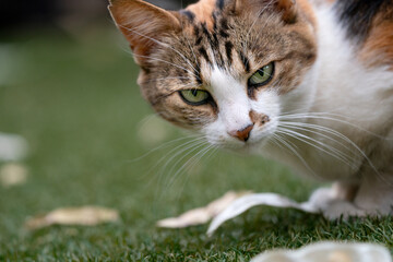 The Enigmatic Gaze of a Calico Tabby: A Portrait of Grace and Mystery