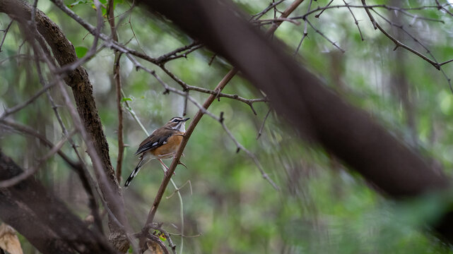Bearded scrub robin, Cercotrichas quadrivirgata, perched on a branch.