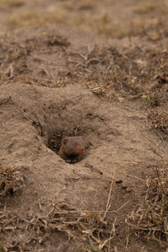 Dwarf mongoose, Helogale parvula, peaking out from den.