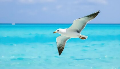 Majestic seagull in flight over turquoise summer sea, wings outstretched , wingspan, gull