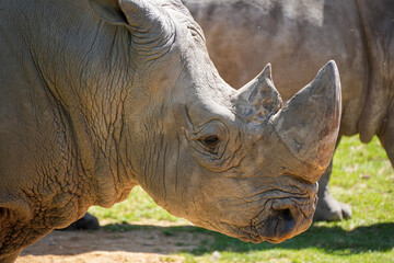 T&ecirc;te relev&eacute;e de rhinoc&eacute;ros