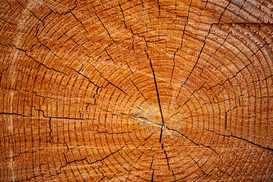 Freshly cut alder tree, cross section of the trunk showing the rings and cracks of the wood.
